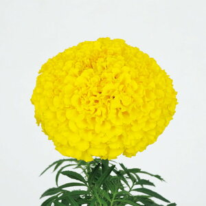 �y�T�J�^�̃^�l�����z �}���[�S�[���h �I���G���^��XL �C�G���[ �� �� �N���[���V�[�h��300�� ���� �t�܂� �t �� �H �C�G���[ ���A�� �n�A�� �ƒ�؉� �͔| �K�[�f�j���O ���| �}���[�S�[���h 