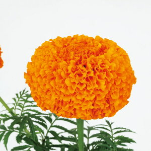 yTJ^̃^lz }[S[h IG^XL IW   N[V[h30  t܂ t  H IW A nA ƒ؉ ͔| K[fjO | }[S[h 