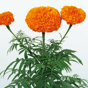 yTJ^̃^lz }[S[h IG^XL ~bNX   N[V[h30  t܂ t  H }`J[ A nA ƒ؉ ͔| K[fjO | }[S[