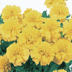 yTJ^̃^lz }[S[h }[` CG[   600  t  H CG[ A nA ƒ؉ ͔| K[fjO | }[S[h ܂[[ q ^l 