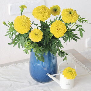 �y�T�J�^�̃^�l�����z �}���[�S�[���h �T���L�X �C�G���[ �� �� �t�B�����R�[�g��q��30�� ���� �t�܂� �� �H �C�G���[ ���A�� �n�A�� �v�����^�[ �� �ƒ�؉� �x�����_�͔| �K�[�f�j���O ��