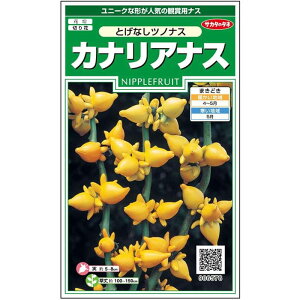 yTJ^̃^lz JiAiX ƂȂcmiX  39  t܂H CG[ A؂ԃK[fjO |q ^l 