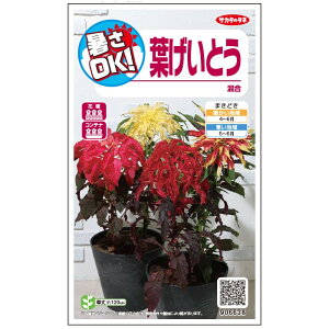 yTJ^̃^lz tƂ    174  t܂  H }`J[ A nA ȒP SҌ Ă₷K[fjO | ͂Ƃ nQCgE A}TX 