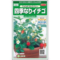 【サカタのタネ公式】 四季なりイチゴ ワイルドストロベリー 花 種 約145粒 小袋 春まき 秋まき 春 秋 マ…
