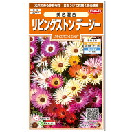 【サカタのタネ公式】 リビングストンデージー 美色混合 花 種 約290粒 小袋 春まき 秋まき 春 夏 マルチ…