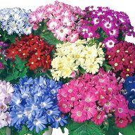 【サカタのタネ公式】 サイネリア リゾート ミックス 花 種 約20粒 小袋 秋まき 冬 マルチカラー 地植え …
