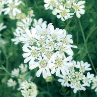 【サカタのタネ公式】 オルレア ピエリス ホワイト 花 種 約50粒 小袋 秋まき 春 ホワイト 鉢植え 地植え…