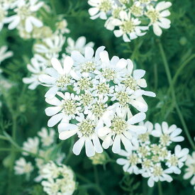 【P9倍！19日20:00-26日1:59】【サカタのタネ公式】 オルレア ピエリス ホワイト 花 種 約50粒 小袋 秋まき 春 ホワイト 鉢植え 地植え 切り花 プランター 鉢 栽培 ガーデニング 園芸 オルレア おるれあ 種子 タネ たね