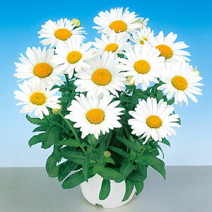 yTJ^̃^lz VX^[f[W[ Xm[fB[   30  H܂ t  TJ^z zCg A nA ؂ v^[  ͔| K[fjO | VX^[f[