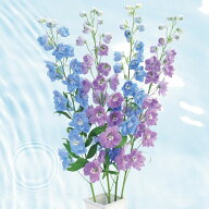 【P9倍！19日20:00-26日1:59】【サカタのタネ公式】 デルフィニウム キャンドルiQ ライラック 花 種 約30…