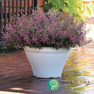 yTJ^̃^lz NtFA sNV}[   }`ybgq15  t܂ t  H sN A nA v^[  ƒ؉ x_͔| K[fjO | NtFA