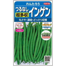 【サカタのタネ公式】 つるなしインゲン れんたろう 野菜 種 約60粒 小袋 春まき 秋まき固定種 簡単 初心者向き 育てやすい プランター 鉢美味しい 家庭菜園 ベランダ栽培 収穫園芸いんげん種子 タネ たね