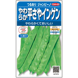 【サカタのタネ公式】 つるありインゲン ジャンビーノ 野菜 種 約25粒 小袋 春まき 秋まき固定種 簡単 初心者向き 育てやすい プランター 鉢美味しい 家庭菜園 ベランダ栽培 収穫園芸いんげん種子 タネ たね