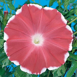 �y�T�J�^�̃^�l�����z �A�T�K�I �ł̖� �� �� ��10�� ���� �� �H �s���N ���A�� �n�A�� �ƒ�؉� �͔| �K�[�f�j���O ���| �A�T�K�I �������� ��q �^�l ����