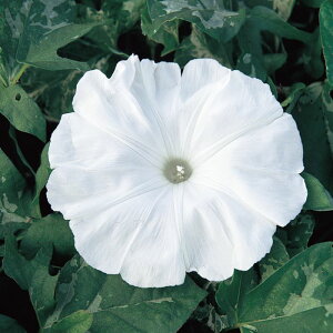 yTJ^̃^lz ATKI ł̐   10   H zCg A nA ƒ؉ ͔| K[fjO | ATKI  q ^l 