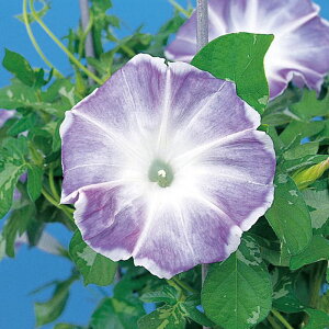 yTJ^̃^lz ATKI ł̘I   10   H u[ A nA ƒ؉ ͔| K[fjO | ATKI  q ^l 