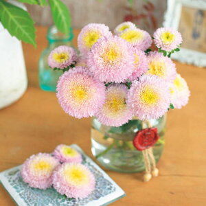 yTJ^̃^lz AX^[  CgsN   145   H sN A nA ƒ؉ ͔| K[fjO | AX^[ [ q ^l 