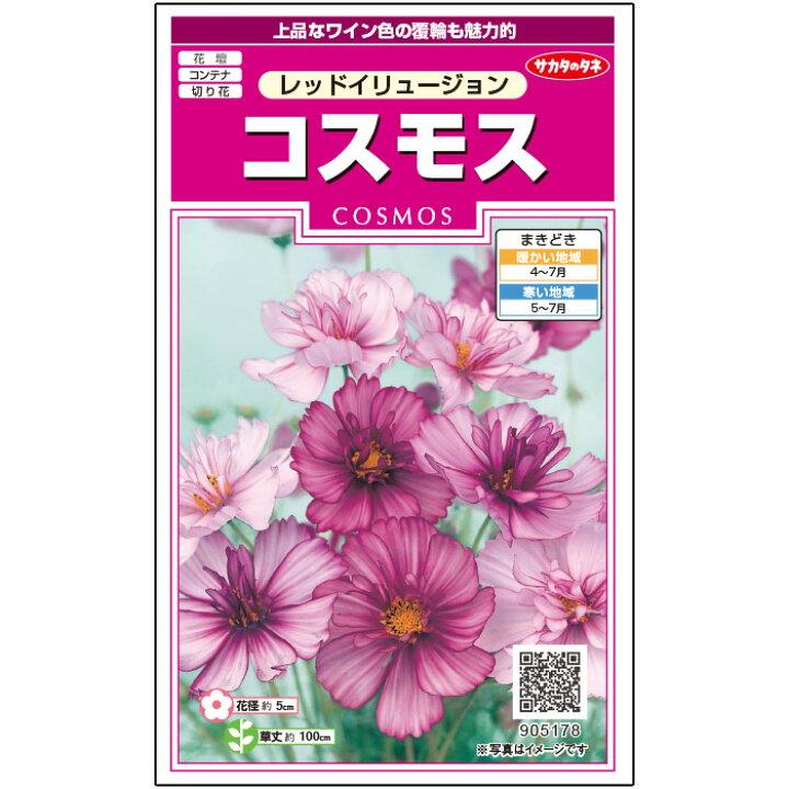 市販 15粒 種子 種 コスモス 秋桜 花 切り花にも Productor Com Uy