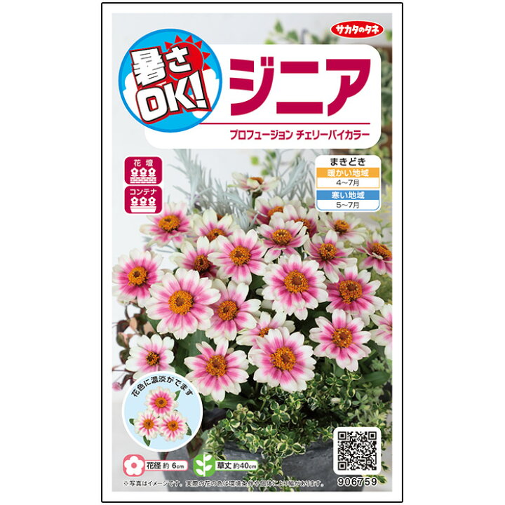 楽天市場 サカタのタネ公式 ジニア 百日草 プロフュージョン チェリーバイカラー バイカラー 花 春まき 夏 秋 鉢植え 地植え 切り花 簡単 初心者向き 育てやすい プランター 鉢 ベランダ栽培 ガーデニング 園芸 種子 タネ たね 種 約10粒 サカタのタネ公式楽天 楽天市場 サカタのタネ公式 ジニア 百日草 プロフュージョン チェリーバイカラー バイカラー 花 春まき 夏 秋 鉢植え 地植え 切り花 簡単 初心者向き 育てやすい プランター 鉢 ベランダ栽培 ガーデニング 園芸 種子 タネ たね 種 約10粒 サカタのタネ公式楽天