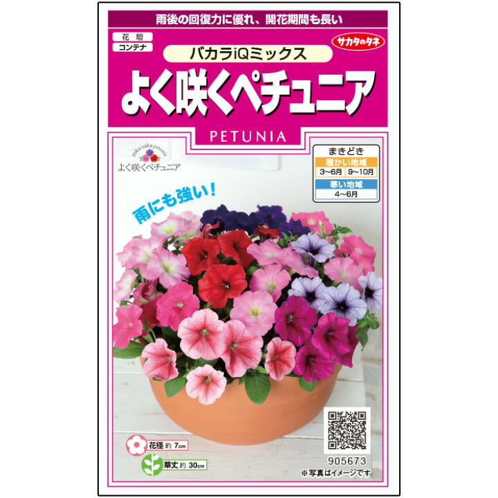楽天市場 サカタのタネ公式 ペチュニア よく咲くペチュニア バカラiq ミックス マルチカラー 花 春まき 秋まき 春 夏 秋 鉢植え 地植え 簡単 初心者向き 育てやすい プランター 鉢 ベランダ栽培 ガーデニング 園芸 種子 タネ たね 種 ペレットシード約50粒 サカタ