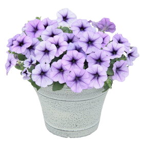 【サカタのタネ公式】 ペチュニア よく咲くペチュニア バカラiQ オーシャン 花 種 ペレットシード約50粒 小袋 春まき 秋まき 春 夏 秋 パープル 鉢植え 地植え 家庭菜園 栽培 ガーデニング 園芸 ペチュニア ぺちゅにあ 種子 タネ たね