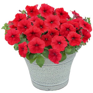 yTJ^̃^lz y`jA 悭炭y`jA oJiQ bh   ybgV[h50  t܂ H܂ t  H bh A nA ƒ؉ ͔| K[fjO | y`