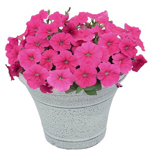 yTJ^̃^lz y`jA 悭炭y`jA oJiQ [Y   ybgV[h50  t܂ H܂ t  H sN A nA ƒ؉ ͔| K[fjO | y`