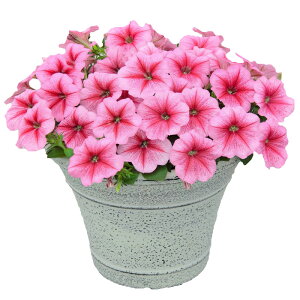 yTJ^̃^lz y`jA 悭炭y`jA oJiQ Xgx[   ybgV[h50  t܂ H܂ t  H sN A nA ƒ؉ ͔| K[fjO 