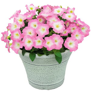 yTJ^̃^lz y`jA 悭炭y`jA oJiQ sN[   ybgV[h50  t܂ H܂ t  H sN A nA ƒ؉ ͔| K[fjO 