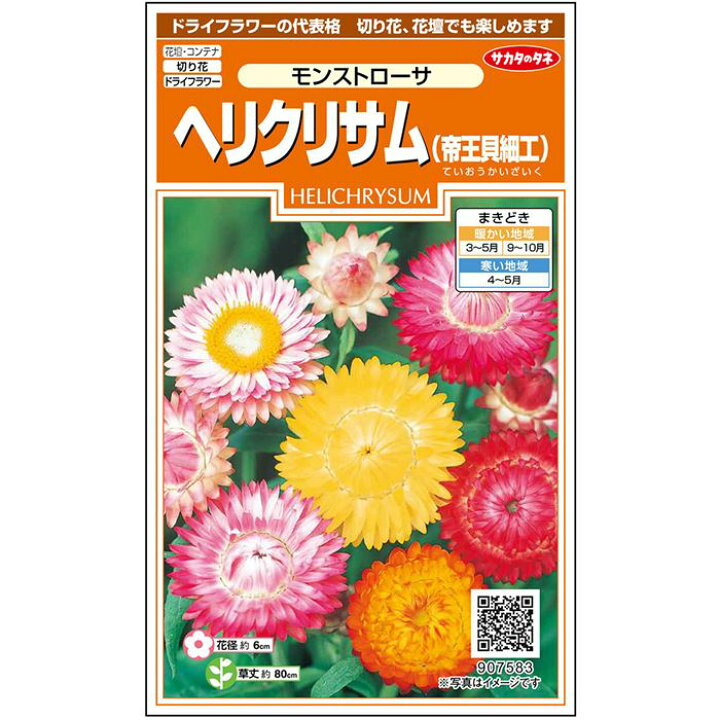 楽天市場 サカタのタネ公式 ヘリクリサム 帝王貝細工 モンストローサ マルチカラー 花 春まき 秋まき 夏 秋 鉢植え 地植え 切り花 ドライフラワー 簡単 初心者向き 育てやすい プランター 鉢 ベランダ栽培 ガーデニング 園芸 種子 タネ たね 種 約215粒 サカタ