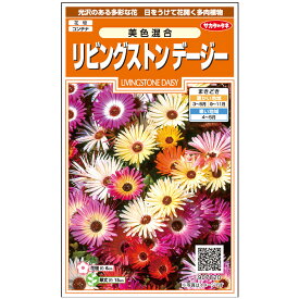 【サカタのタネ公式】 リビングストンデージー 美色混合 花 種 約286粒 小袋 春まき 秋まき 春 夏マルチカラー 鉢植え 地植えプランター 鉢ベランダ栽培ガーデニング 園芸 リビングストーンデージー 種子 タネ たね