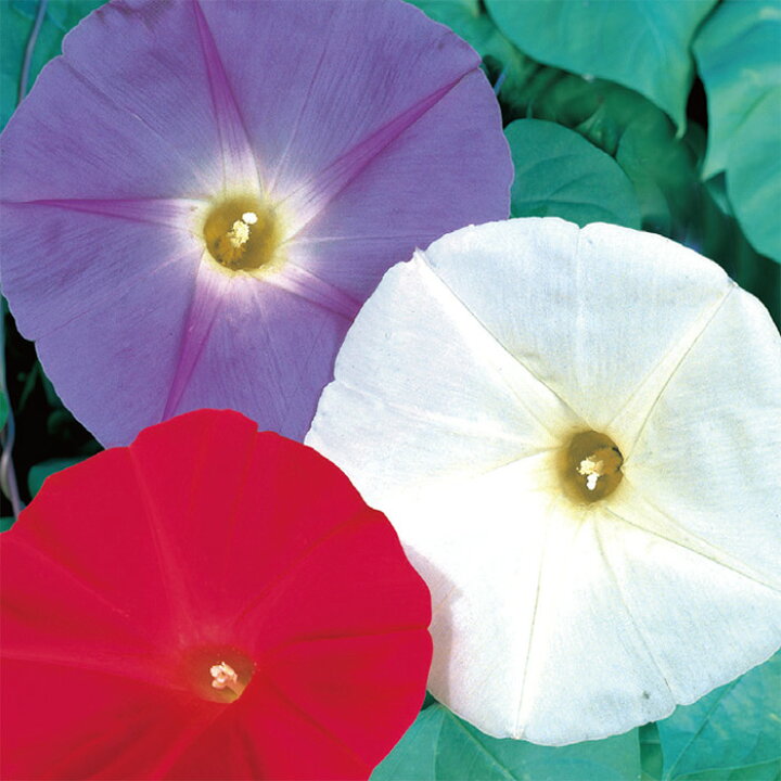 楽天市場 サカタのタネ公式 アサガオ 西洋系混合 マルチカラー 花 春まき 夏 鉢植え 地植え 簡単 初心者向き 育てやすい プランター 鉢 ベランダ栽培 ガーデニング 園芸 朝顔 あさがお 種子 タネ たね 種 約14粒 サカタのタネ公式楽天市場店