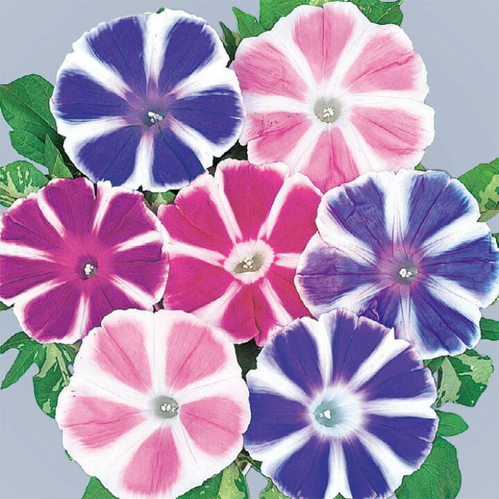 楽天市場 サカタのタネ公式 アサガオ 富士の混合 マルチカラー 花 春まき 夏 鉢植え 地植え 簡単 初心者向き 育てやすい プランター 鉢 ベランダ栽培 ガーデニング 園芸 朝顔 あさがお 種子 タネ たね 種 約11粒 サカタのタネ公式楽天市場店