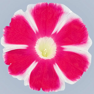 yTJ^̃^lz ATKI xm̍g   10  t܂  H sN A nA ƒ؉ ͔| K[fjO | ATKI  q ^l 