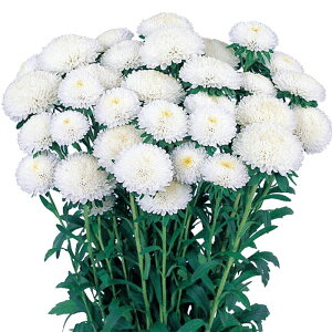 yTJ^̃^lz AX^[  zCg   145   H zCg A nA ƒ؉ ͔| K[fjO | AX^[ [ q ^l 