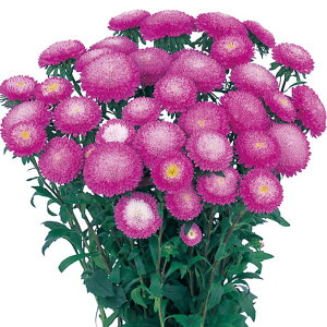 yTJ^̃^lz AX^[  [YsN   145   H sN A nA ƒ؉ ͔| K[fjO | AX^[ [ q ^l 