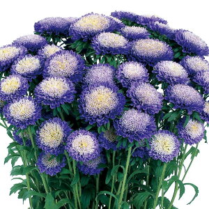 yTJ^̃^lz AX^[  Cgu[   145   H u[ A nA ƒ؉ ͔| K[fjO | AX^[ [ q ^l 