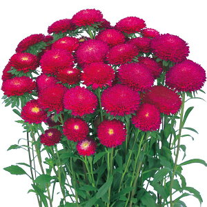 yTJ^̃^lz AX^[  [Y   145   H bh A nA ƒ؉ ͔| K[fjO | AX^[ [ q ^l 