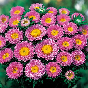 �y�T�J�^�̃^�l�����z �A�X�^�[ ���{ �s���N �� �� ��558�� ���� �� �H �s���N ���A�� �n�A�� �ƒ�؉� �͔| �K�[�f�j���O ���| �A�X�^�[ �������[ ��q �^�l ����