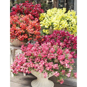 �y�T�J�^�̃^�l�����z �����L���M���\�E �|�b�s���L�����f�B�[ �~�b�N�X �� �� ��50�� ���� �t�܂� �H�܂� �t �� �}���`�J���[ ���A�� �n�A�� �ƒ�؉� �͔| �K�[�f�j���O ���| �����L���M��