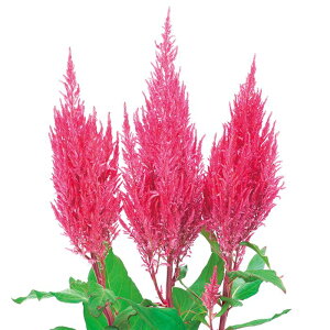 yTJ^̃^lz HтƂ Z`[ sN   145  t܂  H sN A nA ƒ؉ ͔| K[fjO | HтƂ HтƂ q ^l 