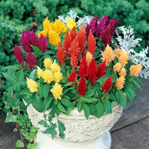 yTJ^̃^lz PCgE 䂩 ~bNX   60  t܂  H }`J[ A nA ƒ؉ ͔| K[fjO | PCgE Ƃ q ^l 