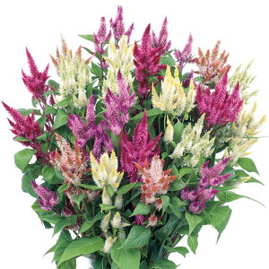 yTJ^̃^lz PCgE ZEFC ~bNX   ybgV[h30  t܂  H }`J[ A nA ƒ؉ ͔| K[fjO | PCgE Ƃ q 