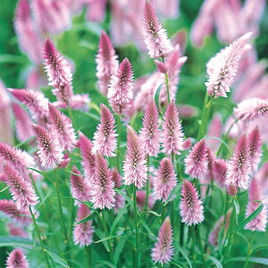 yTJ^̃^lz PCgE z   145  t܂  H sN A nA ƒ؉ ͔| K[fjO | PCgE Ƃ q ^l 