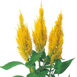 �y�T�J�^�̃^�l�����z �H�т����Ƃ� �Z���`�����[ �C�G���[ �� �� ��145�� ���� �t�܂� �� �H �C�G���[ ���A�� �n�A�� �ƒ�؉� �͔| �K�[�f�j���O ���| �H�т����Ƃ� �H�т����Ƃ� ��q �^�l 