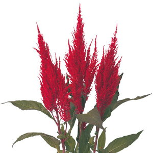 �y�T�J�^�̃^�l�����z �H�т����Ƃ� �Z���`�����[ ���b�h �� �� ��145�� ���� �t�܂� �� �H ���b�h ���A�� �n�A�� �ƒ�؉� �͔| �K�[�f�j���O ���| �H�т����Ƃ� �H�т����Ƃ� ��q �^�l ����