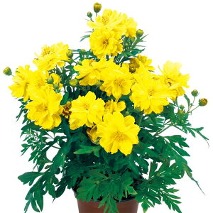 yTJ^̃^lz ԃRXX 킢 }   40  t܂ t  H CG[ A nA ƒ؉ ͔| K[fjO | ԃRXX Ԃ q ^l 