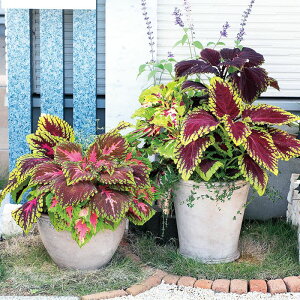 yTJ^̃^lz REX S(R) ~bNX   ybgV[h20  t܂  H }`J[ A nA ƒ؉ ͔| K[fjO | REX 肤 q ^