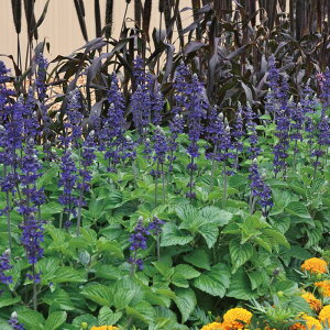 yTJ^̃^lz TrA rbOu[   15  t܂  H u[ A nA ƒ؉ ͔| K[fjO | TrA т q ^l 