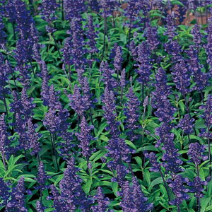 yTJ^̃^lz TrA t@iZA ii fB[vu[   80  t܂  H u[ A nA ƒ؉ ͔| K[fjO | TrA т q ^l 